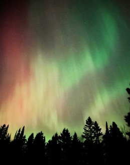Northern lights in green and rose over a dark line of spruce