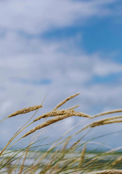 Prairie grass bending against a wide blue sky